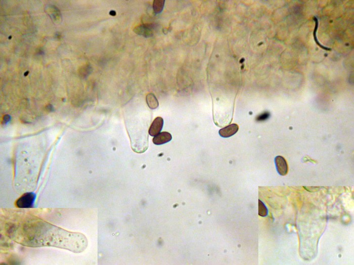 Psathyrella sp (cfr. Psathyrella tephrophylla)